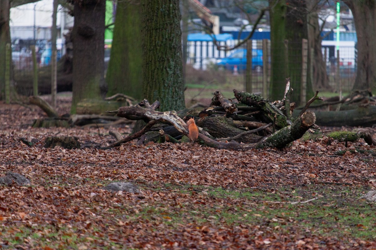 Eurasian Red Squirrel - ML647104566