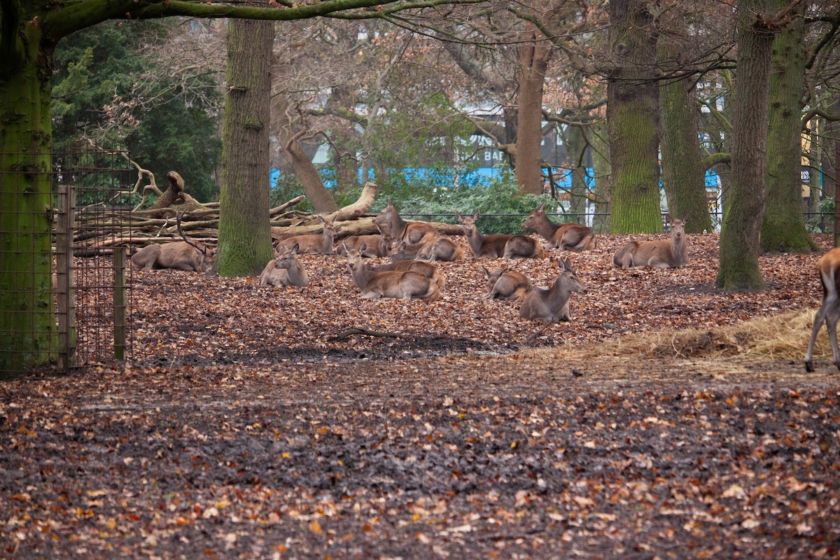 European Red Deer - ML647104567