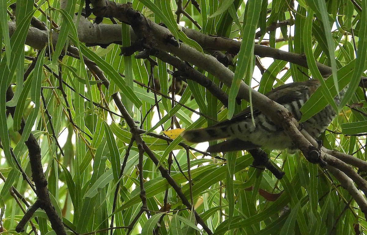 Little Bronze-Cuckoo - ML647104568