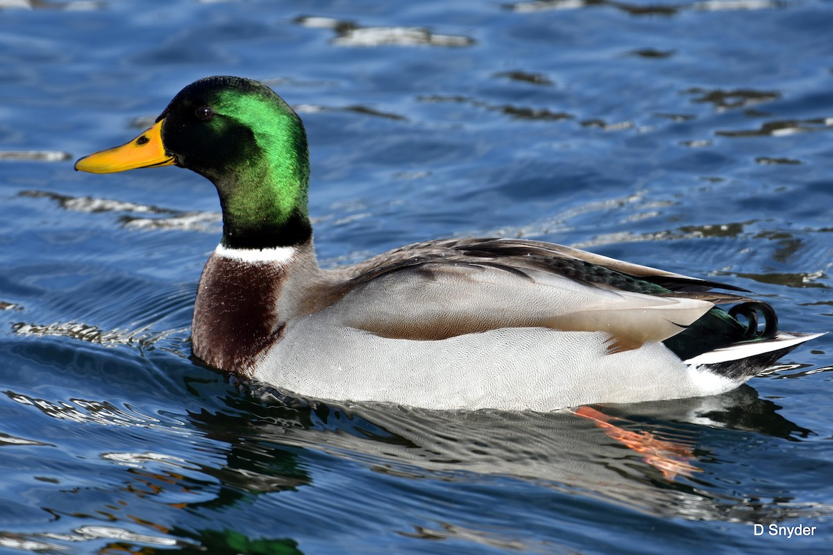 Mallard - ML647104569