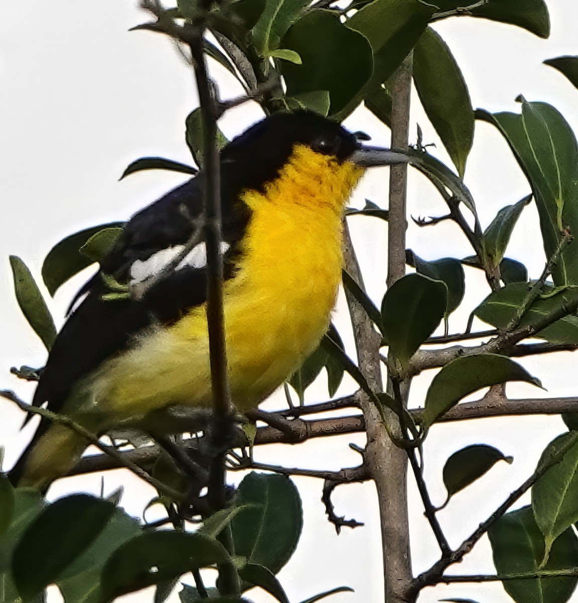 parkløvfugl - ML647104584