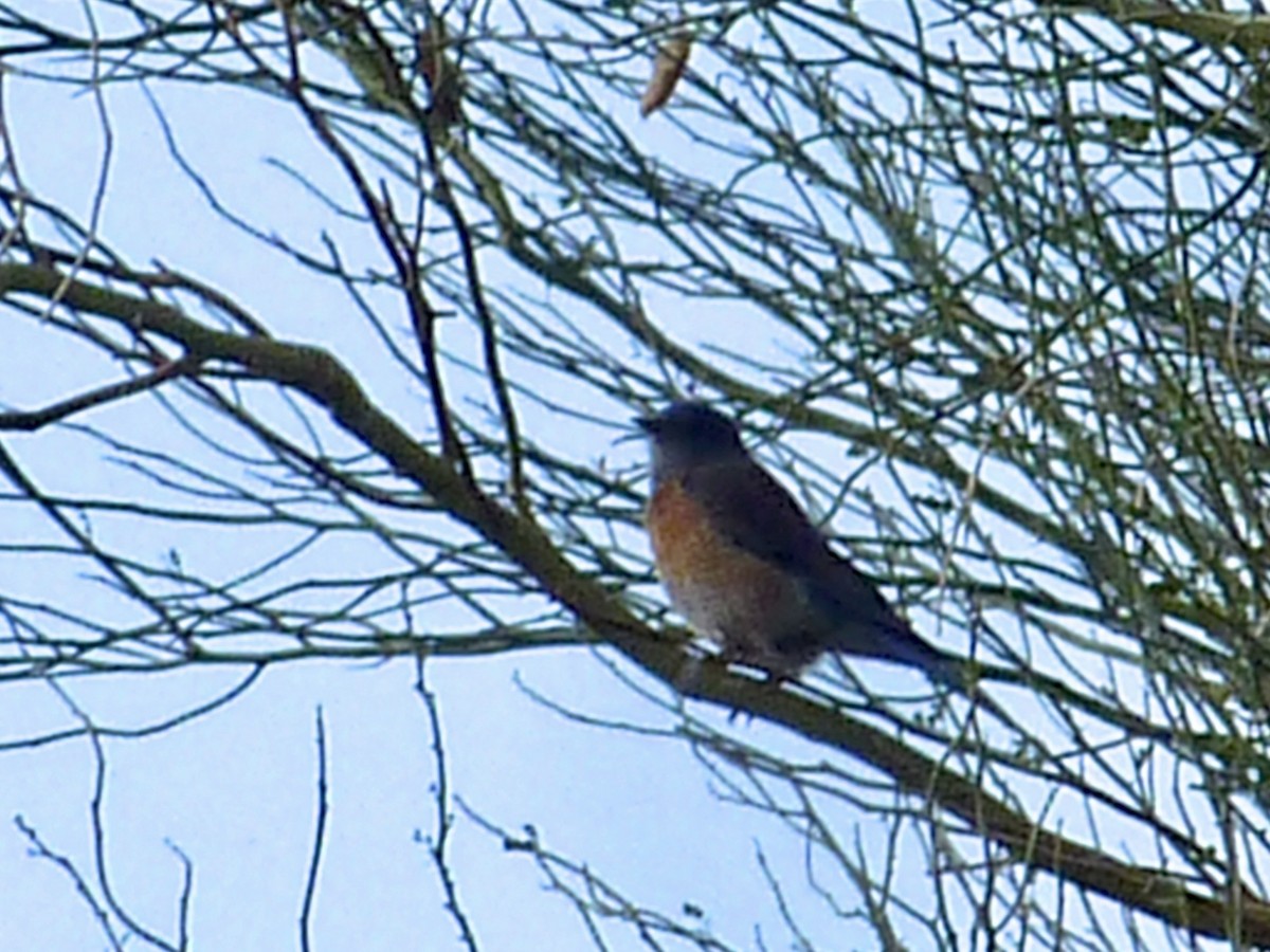 Западная сиалия - ML647104585