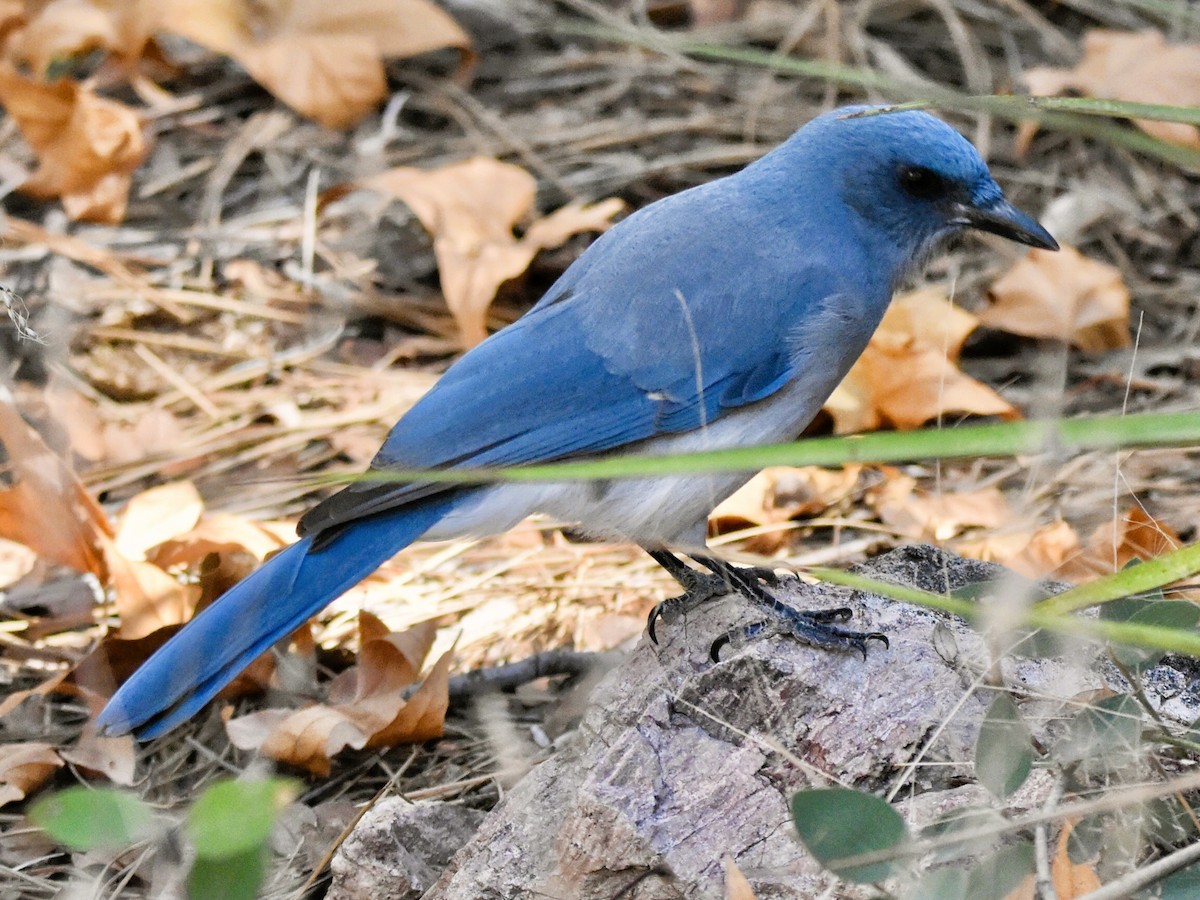 Сойка сіровола - ML647104586