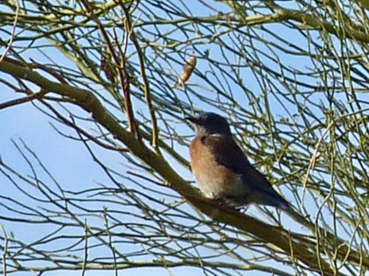 Западная сиалия - ML647104592