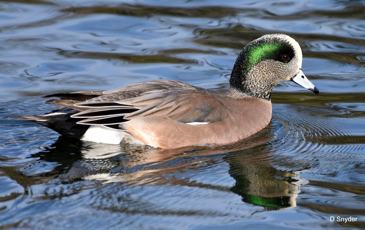 American Wigeon - ML647104601