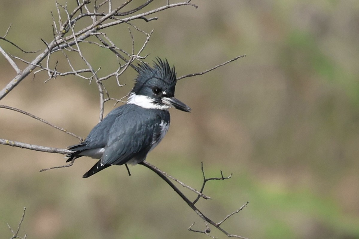 שלדג אמריקני - ML647104603