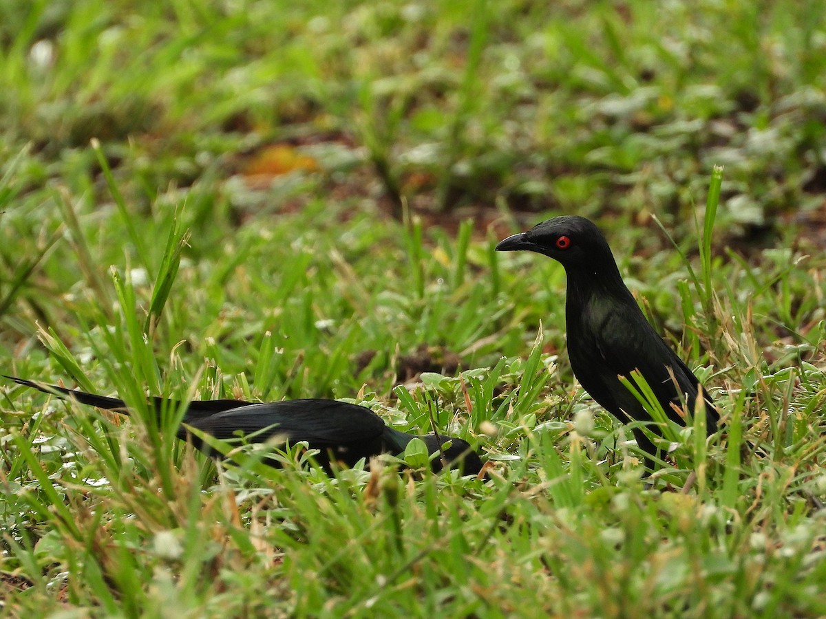 špaček lesklý - ML647104613