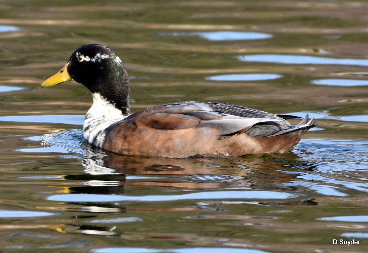 Mallard (Domestic type) - ML647104621