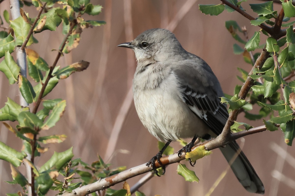 Northern Mockingbird - ML647104622
