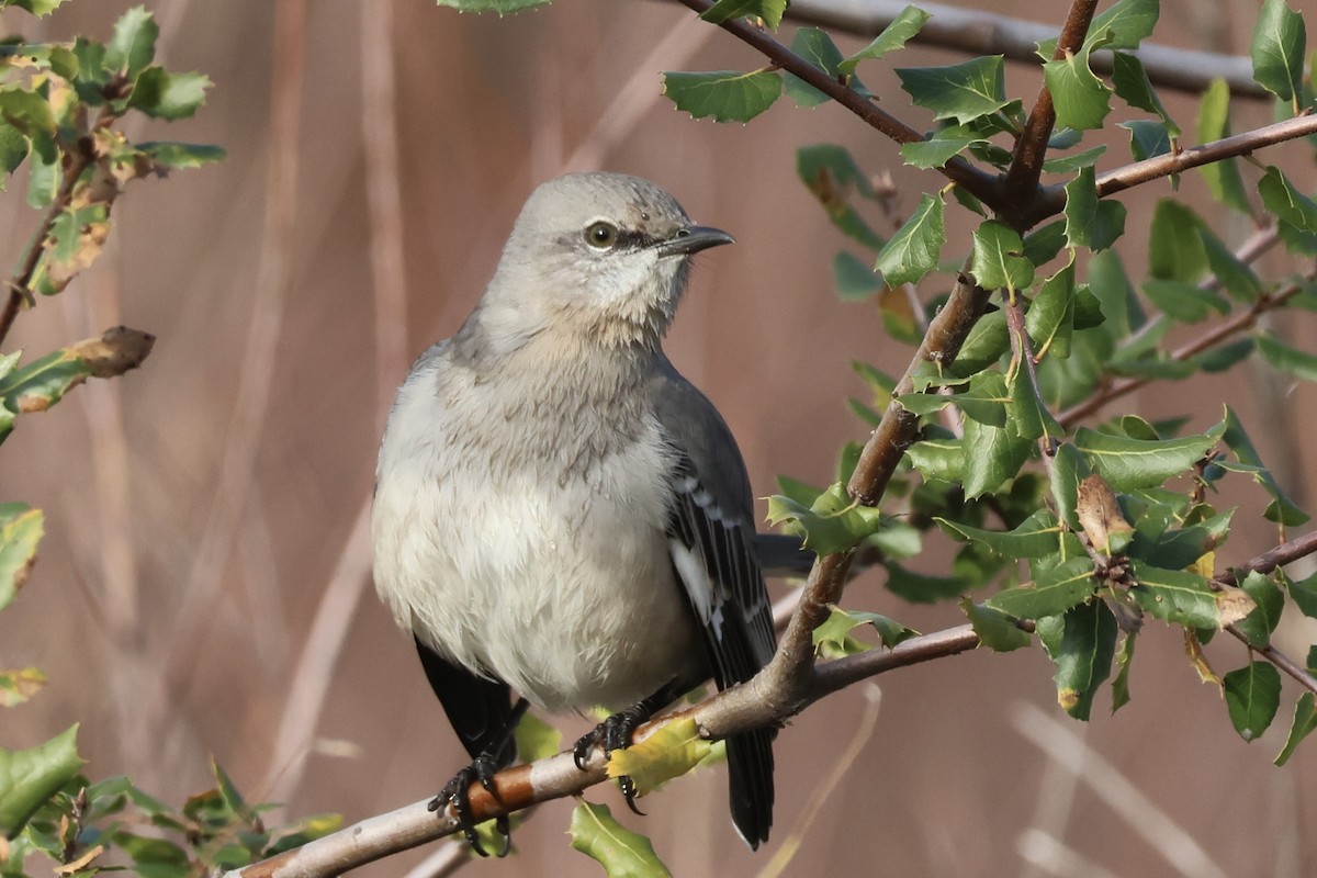Northern Mockingbird - ML647104624