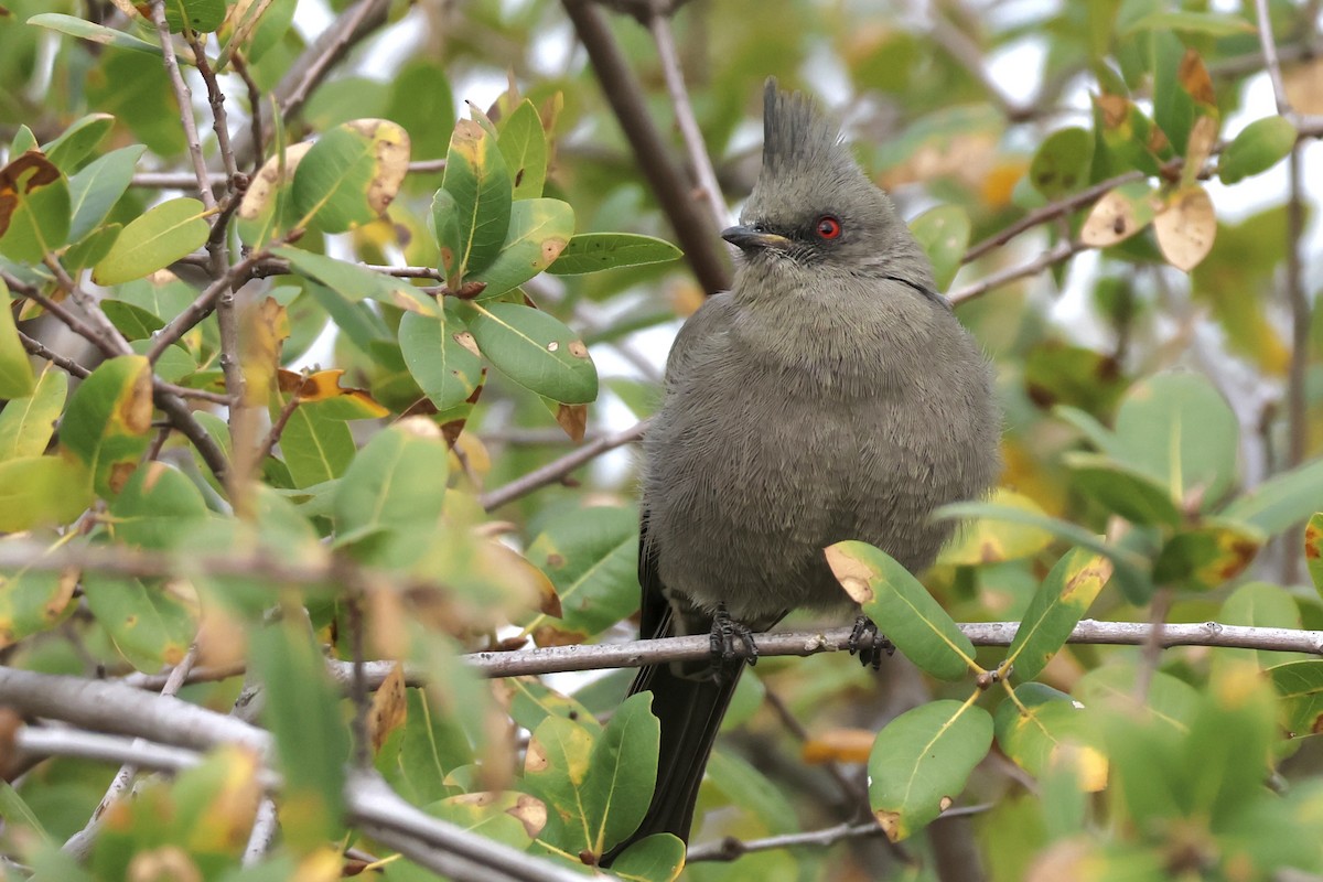 Phainopepla - ML647104627