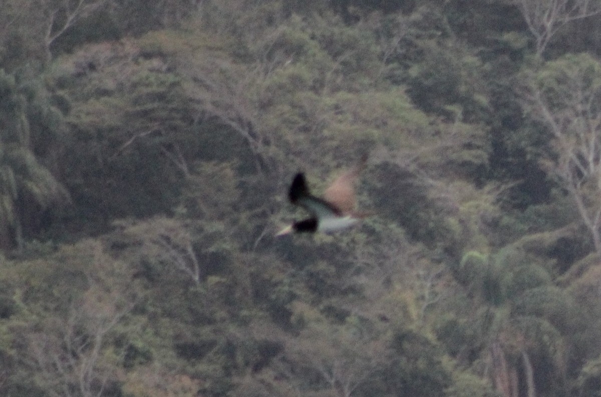 Brown Booby - ML647104628