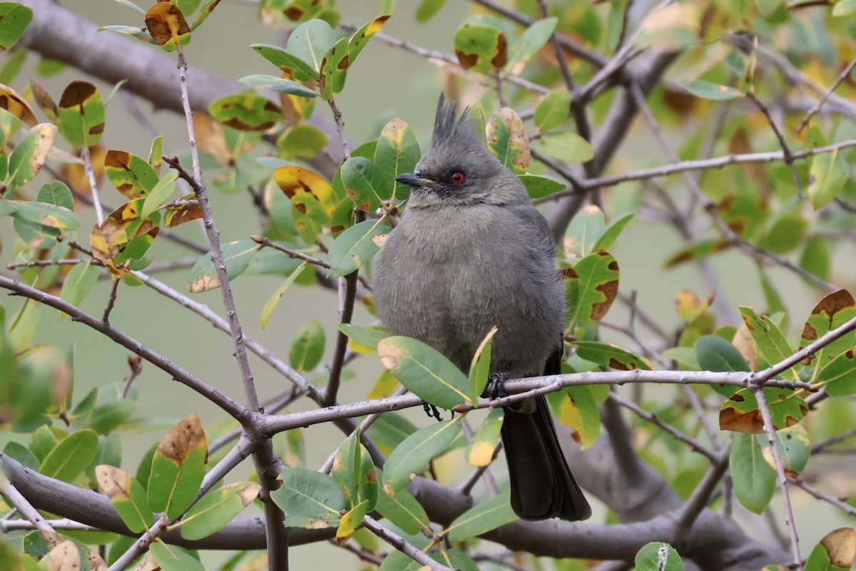 Phainopepla - ML647104629