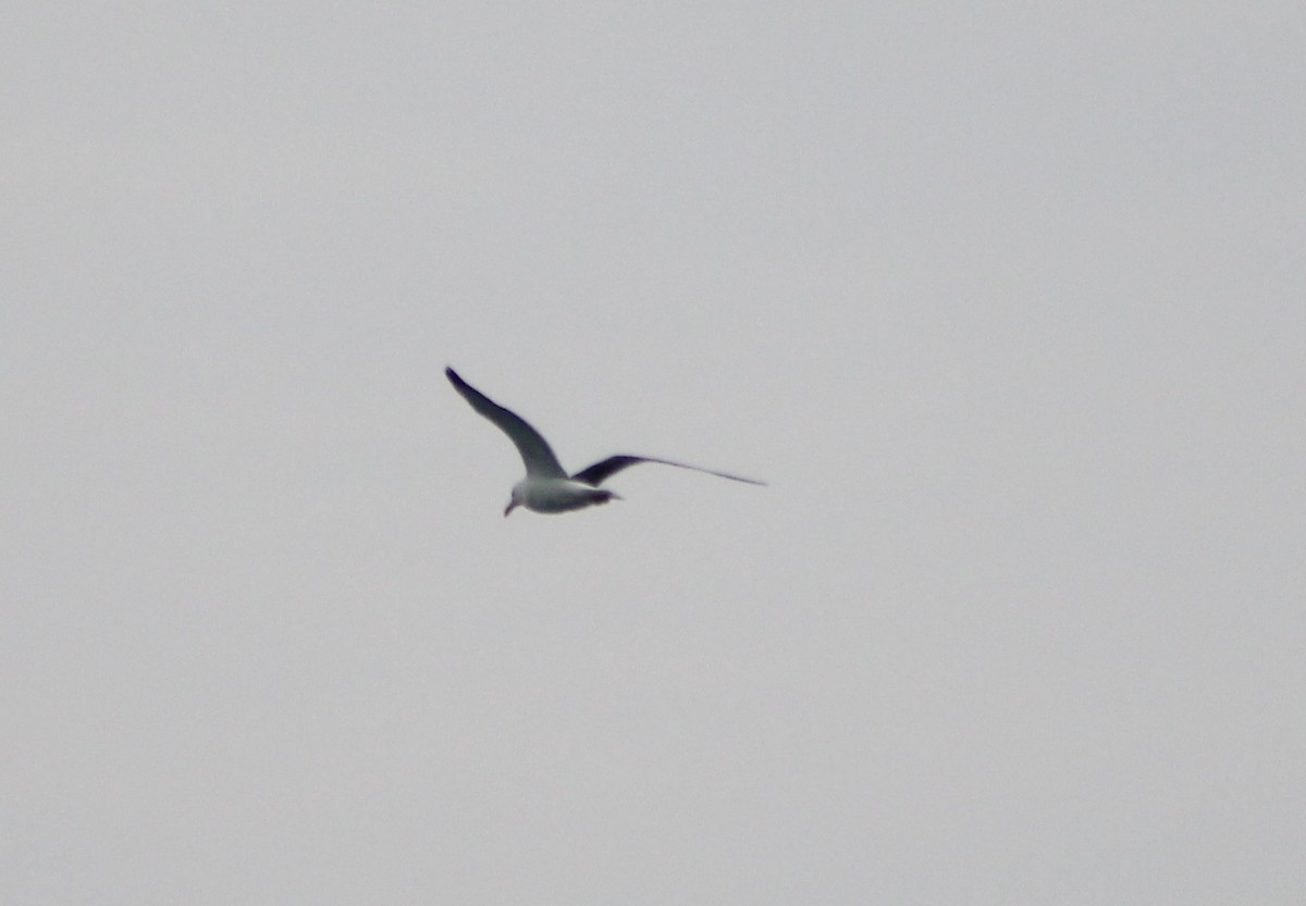 Kelp Gull - ML647104633