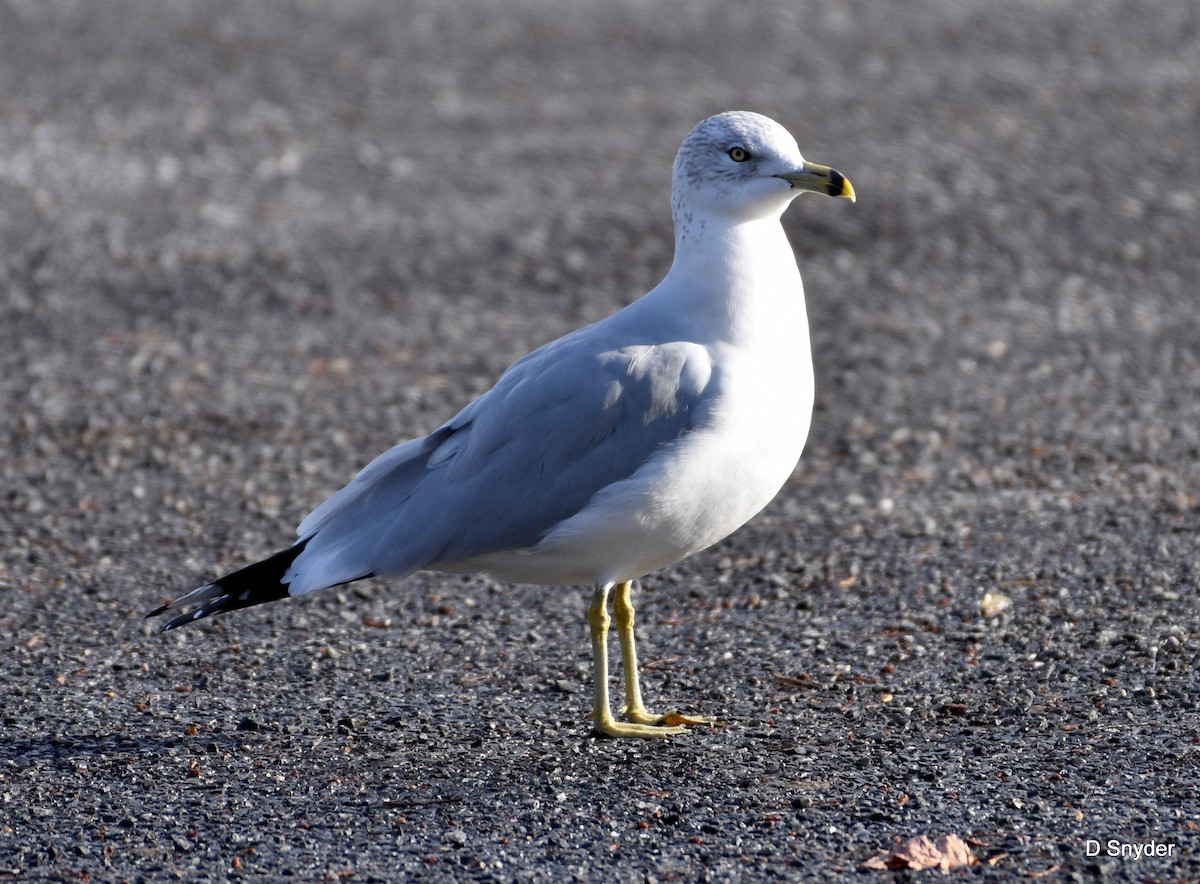 Ring-billed Gull - ML647104636