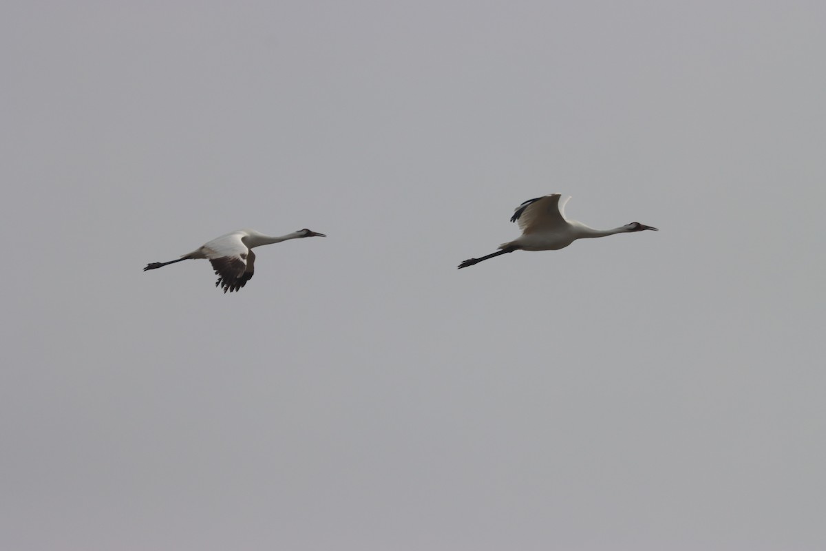 jeřáb americký - ML647104641