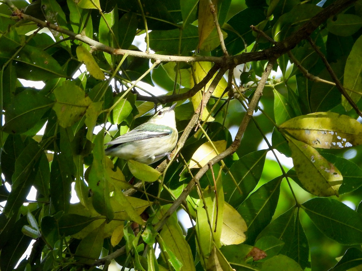 Cerulean Warbler - ML647104648