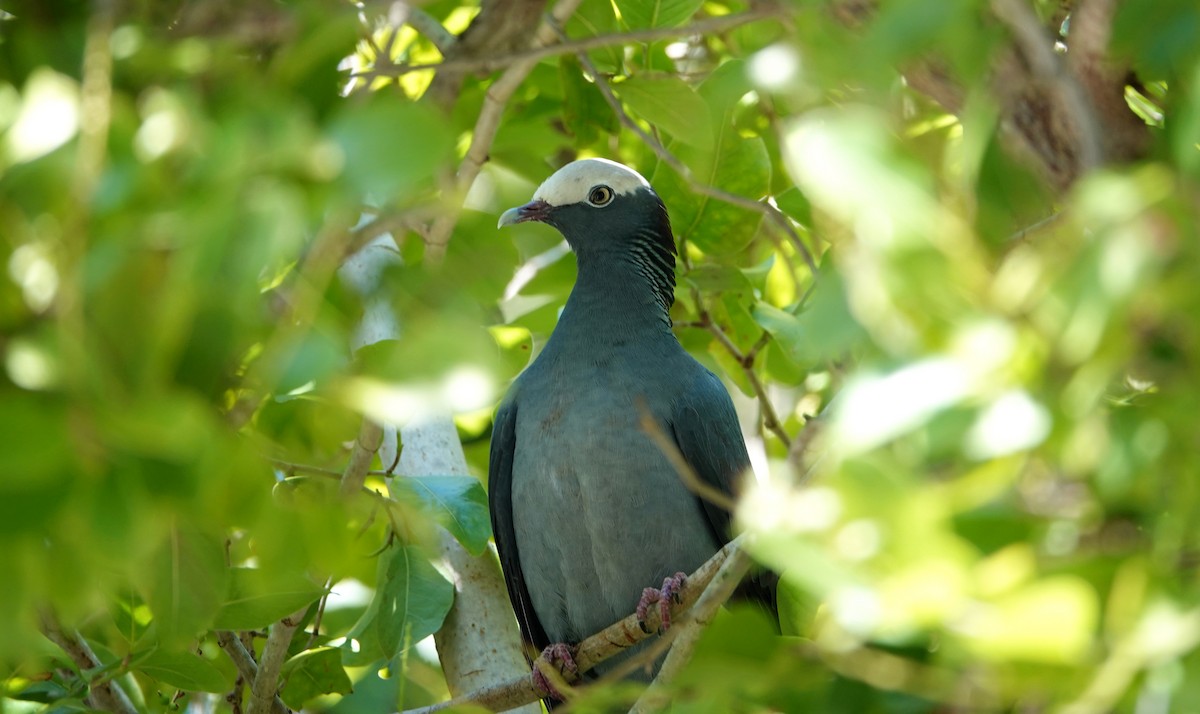 White-crowned Pigeon - ML647104649