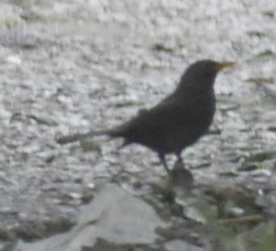Eurasian Blackbird - ML647104670
