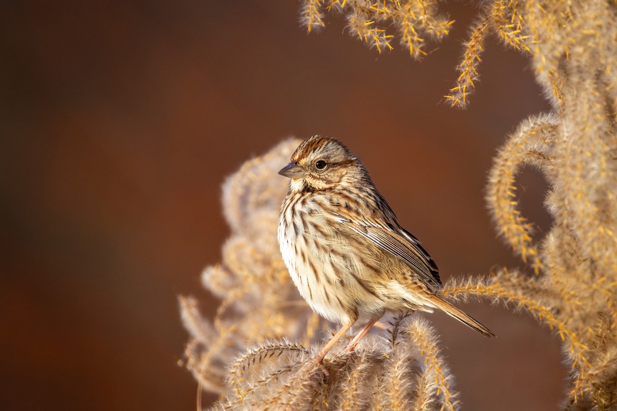 Song Sparrow - ML647104673