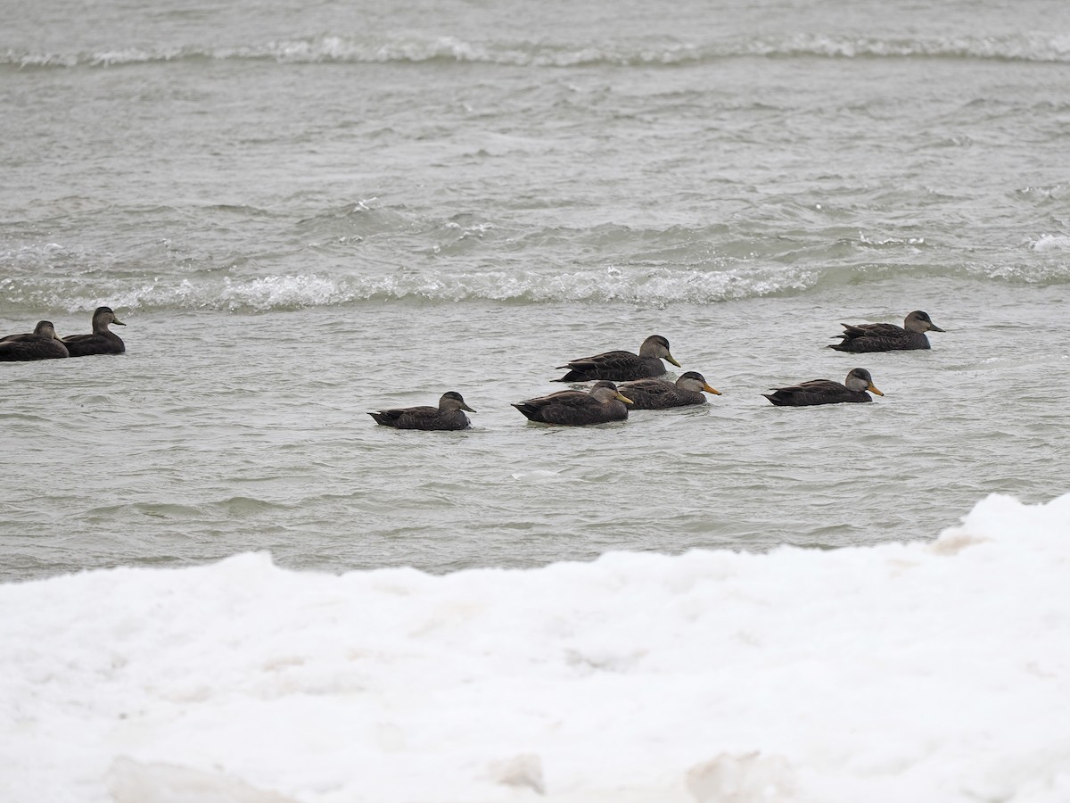 American Black Duck - ML647104677