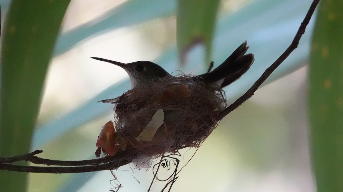 White-bellied Emerald - ML647104682