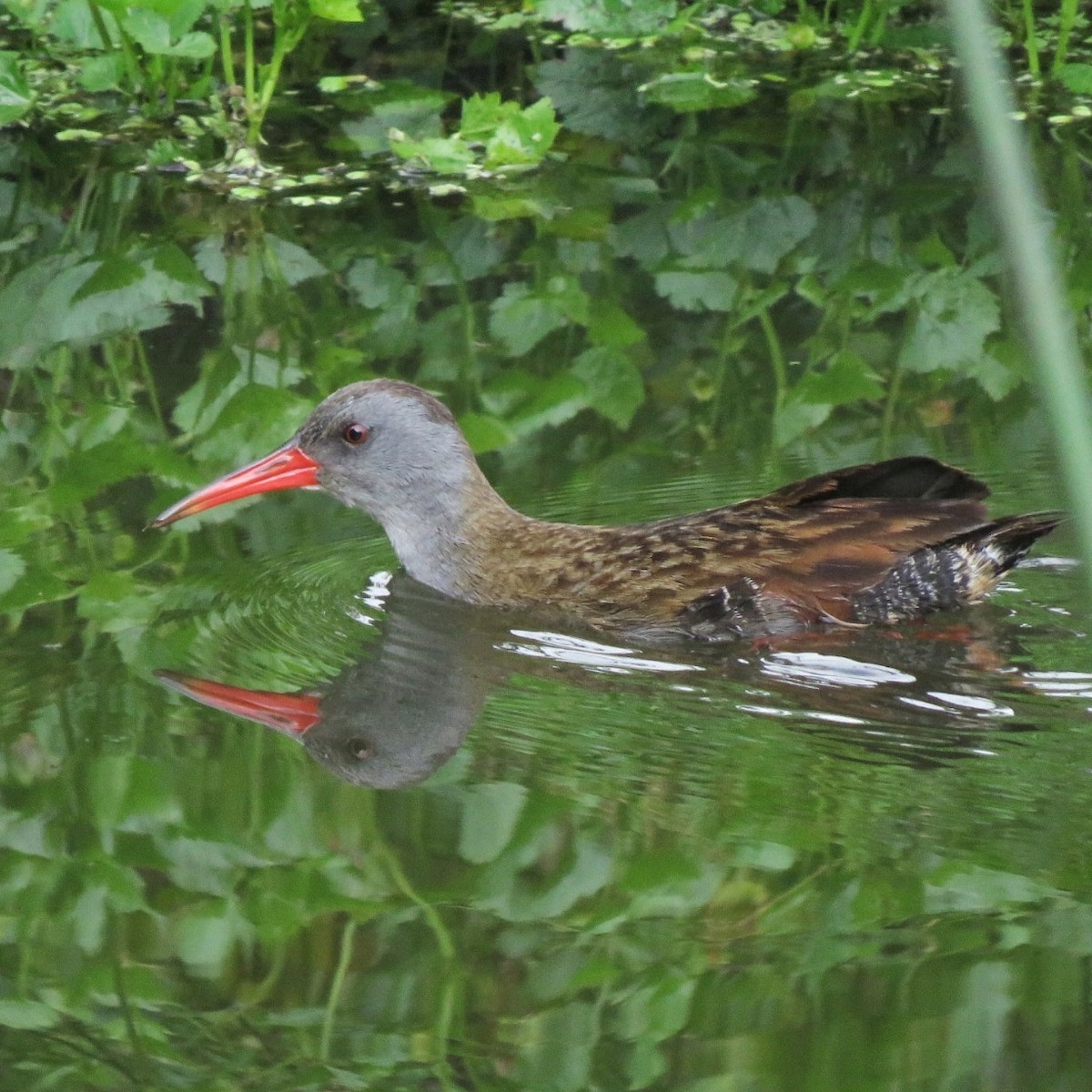 chřástal bogotský - ML647104684