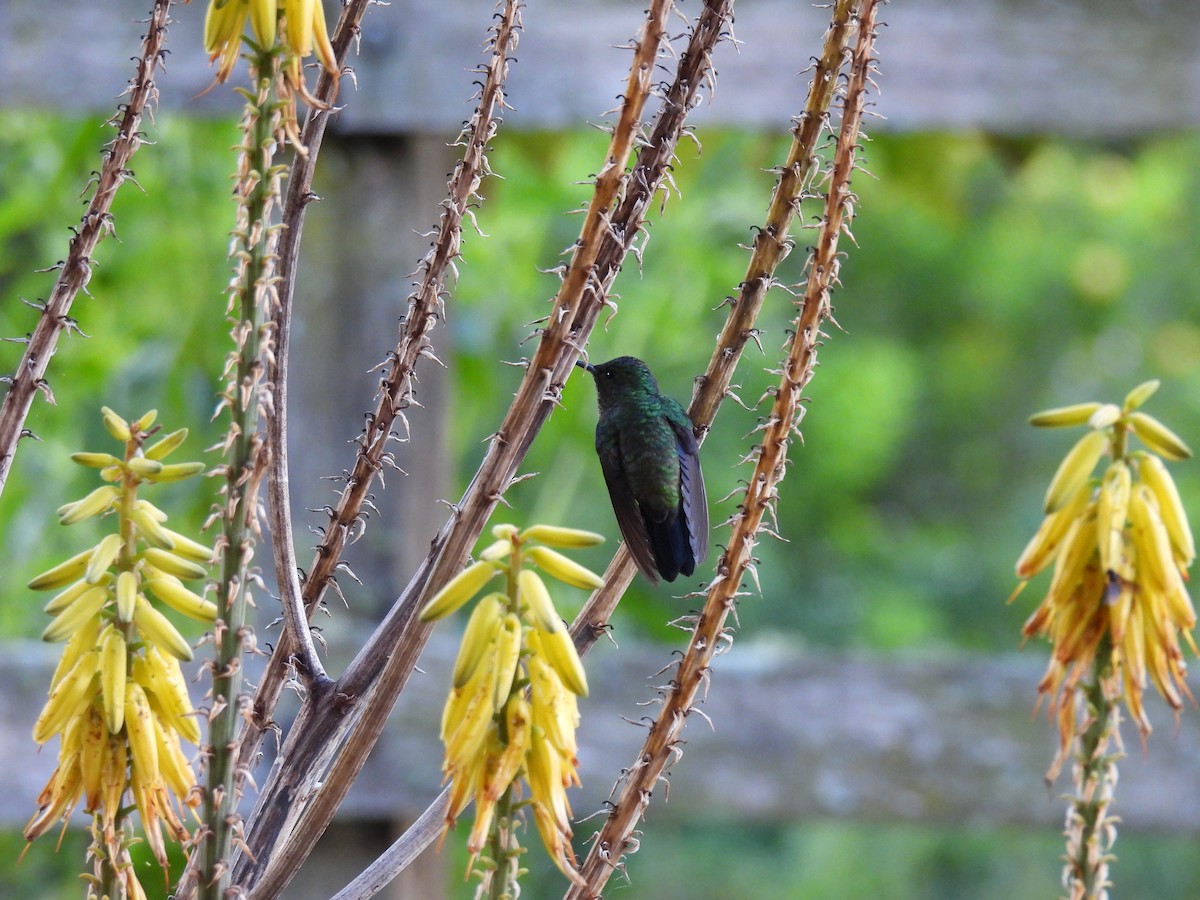 Steely-vented Hummingbird - ML647104688