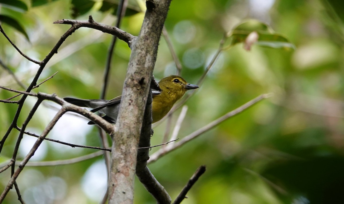 Yellow-throated Vireo - ML647104690