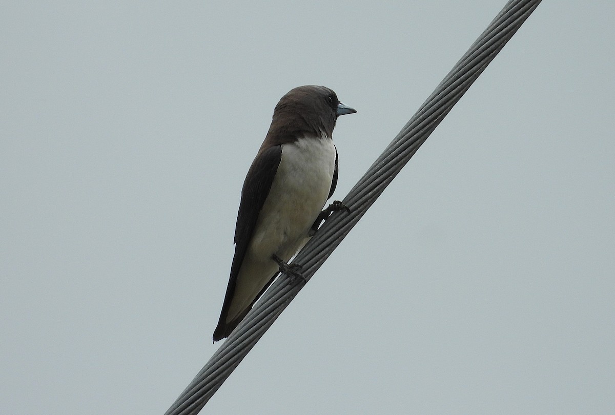 White-breasted Woodswallow - ML647104691