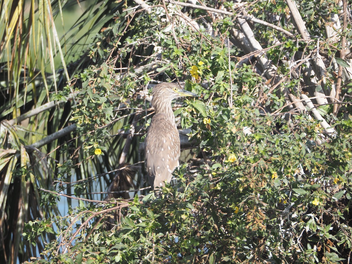 Black-crowned Night Heron - ML647104692