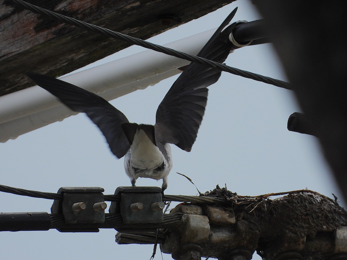 White-breasted Woodswallow - ML647104694