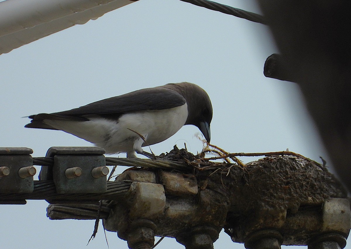 White-breasted Woodswallow - ML647104697