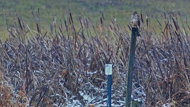 Hudsonweihe - ML647104699