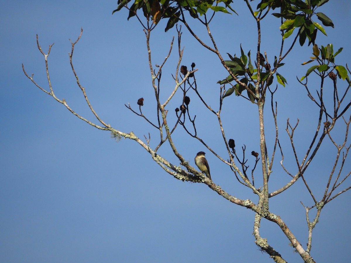Eastern Phoebe - ML647104700