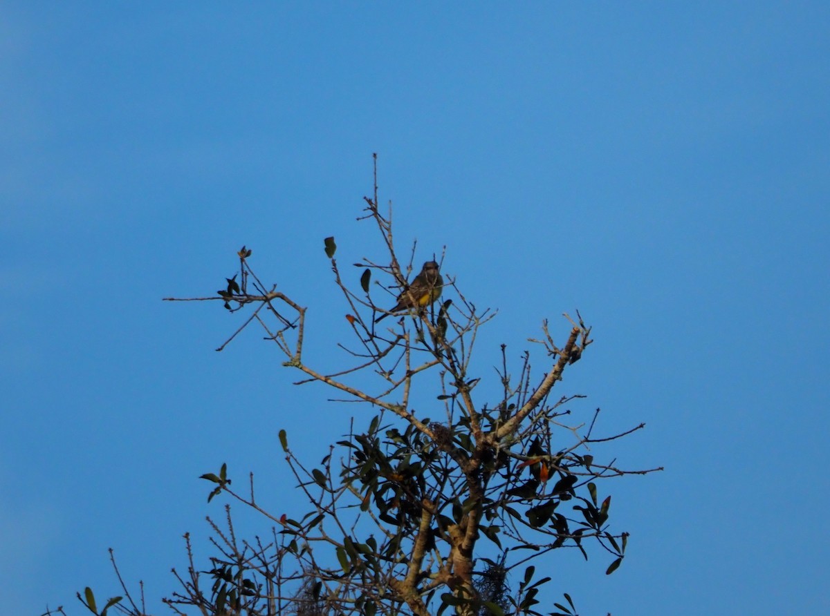 Western Kingbird - ML647104702