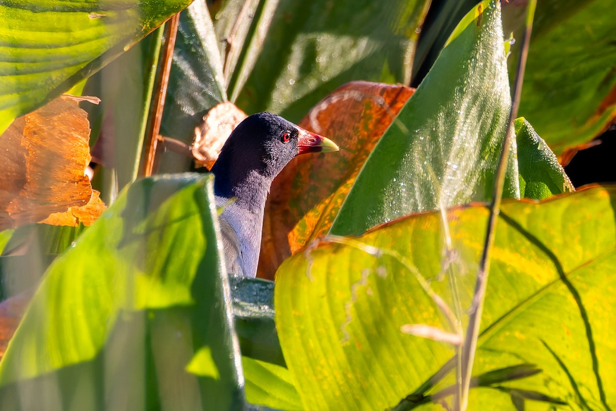 slípka žlutonohá - ML647104703