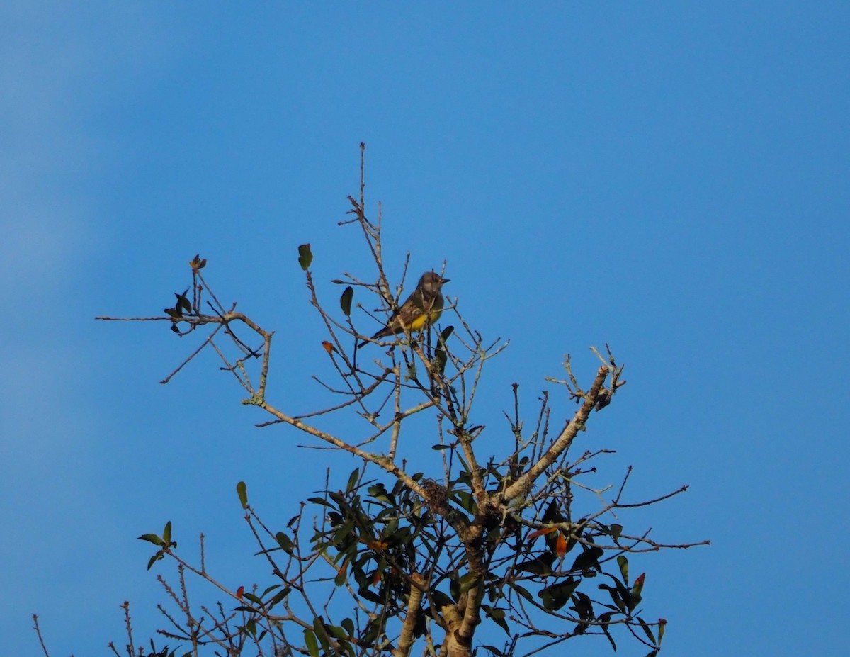 Western Kingbird - ML647104704