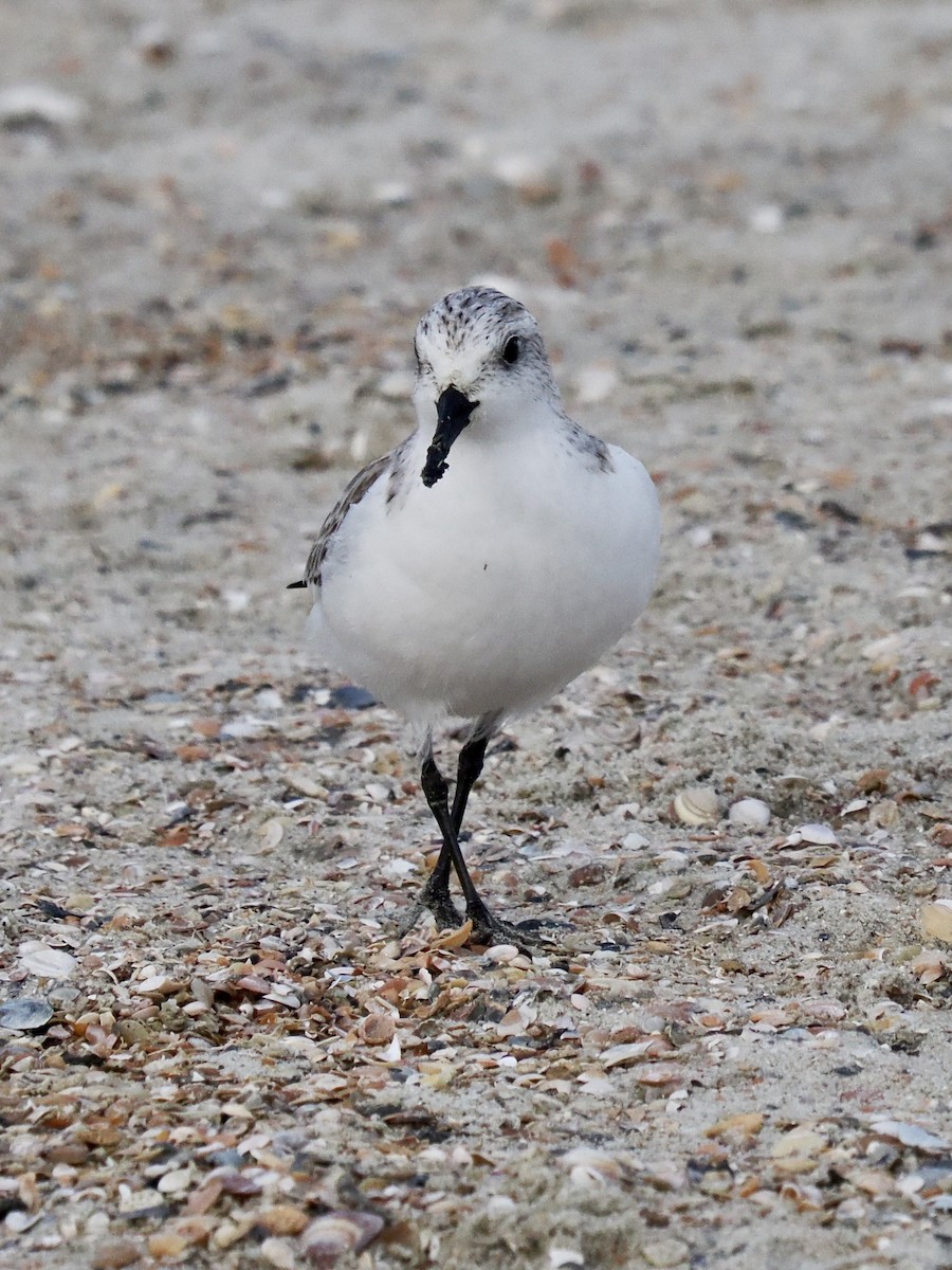 Ak Kumkuşu - ML647104705