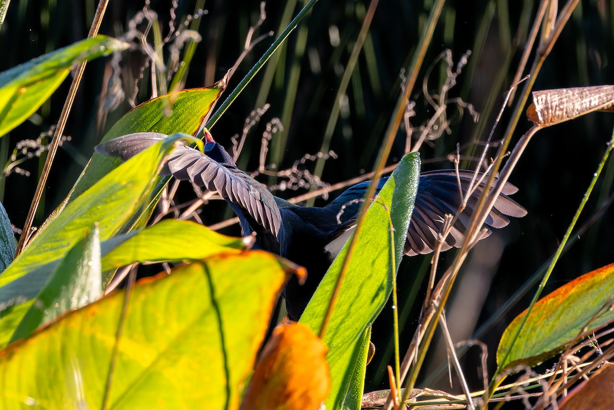 slípka žlutonohá - ML647104709