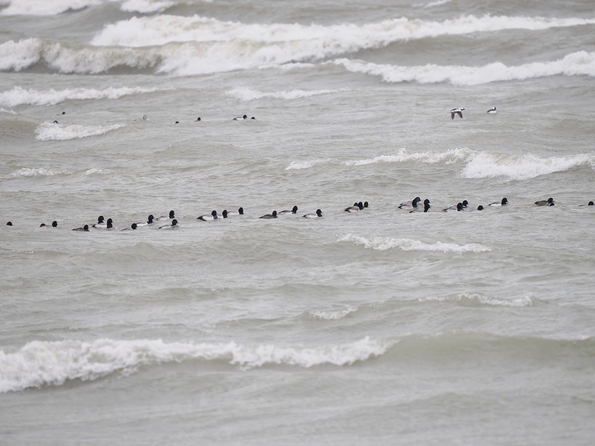 Чернь морська - ML647104710