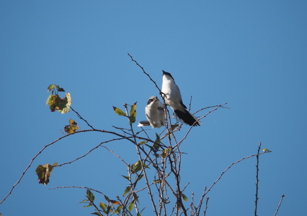 Loggerhead Shrike - ML647104711