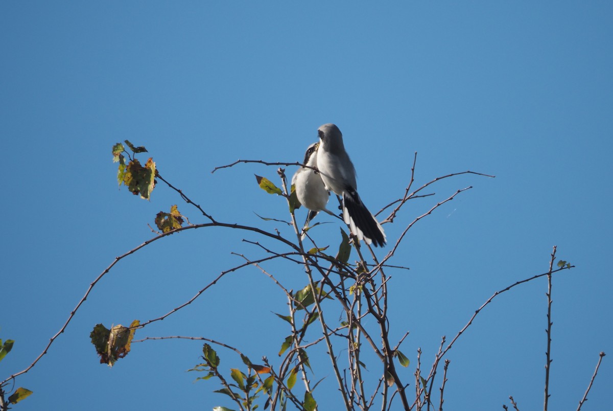 Loggerhead Shrike - ML647104712