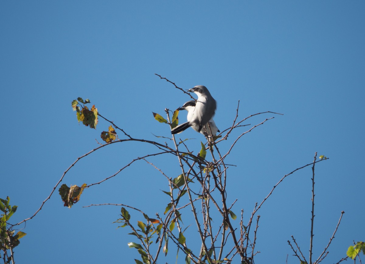 Loggerhead Shrike - ML647104713