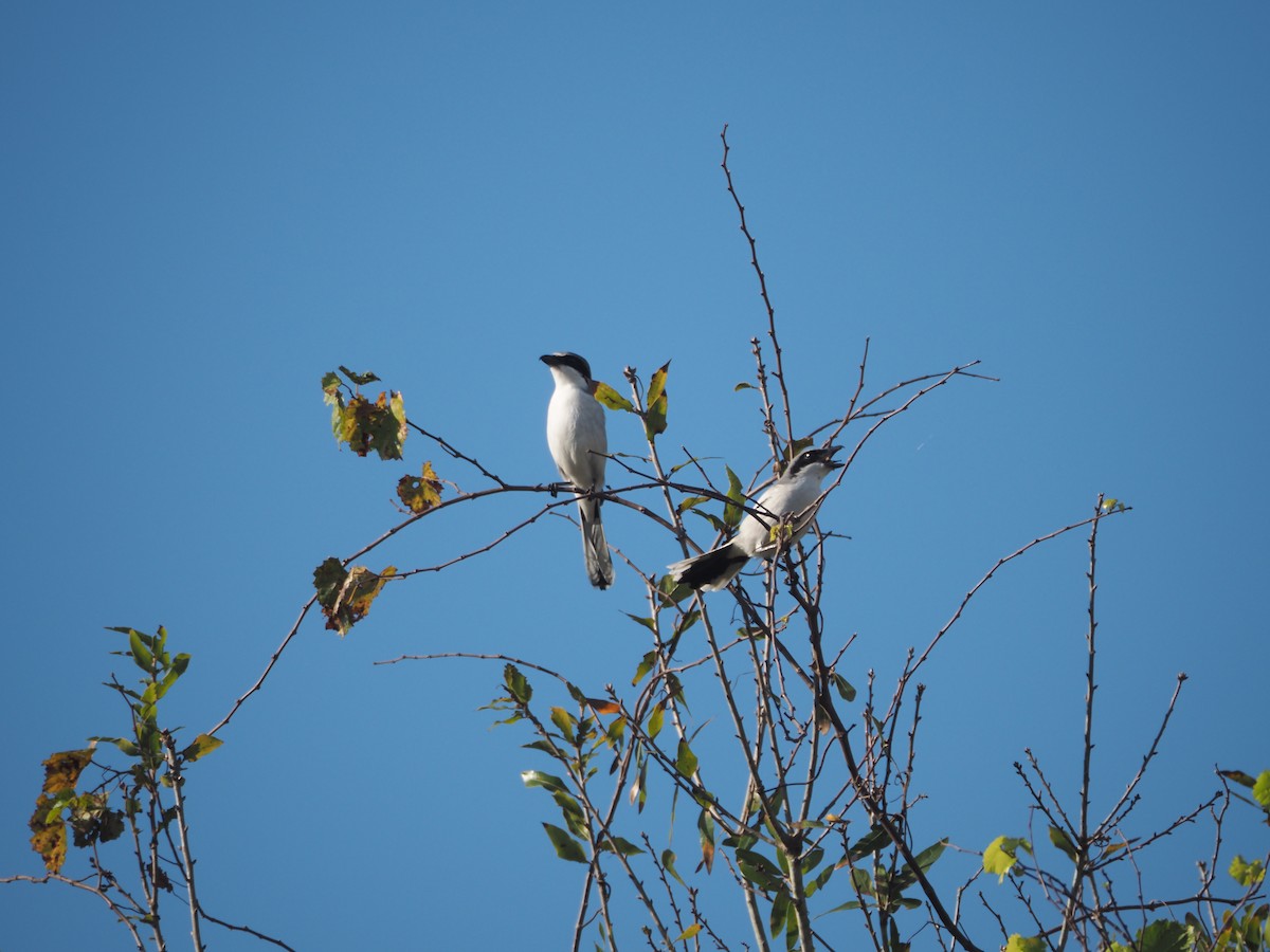 Loggerhead Shrike - ML647104714