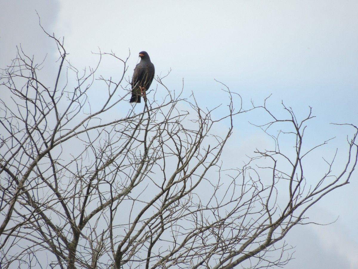 Snail Kite - ML647104718
