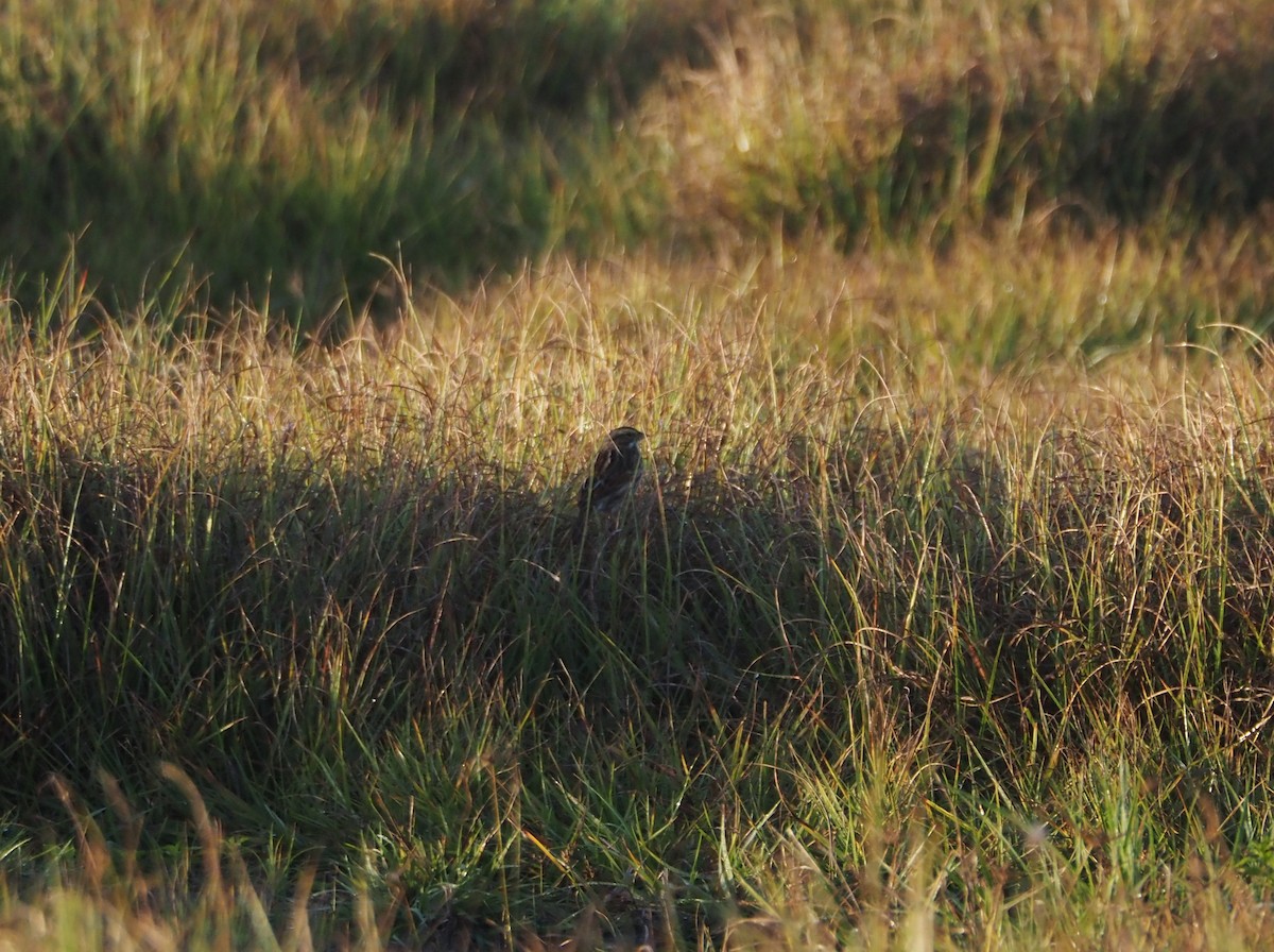Пасовник савановий - ML647104719