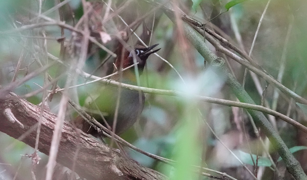 Mayan Antthrush - ML647104720