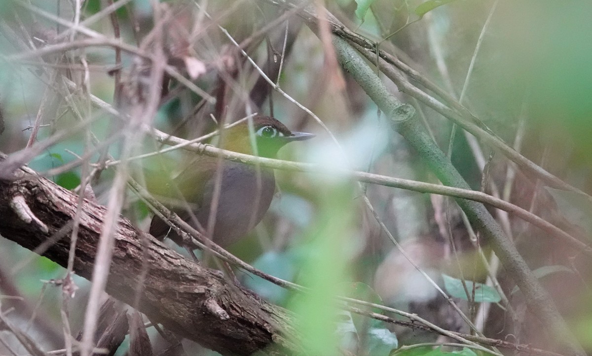 Mayan Antthrush - ML647104721