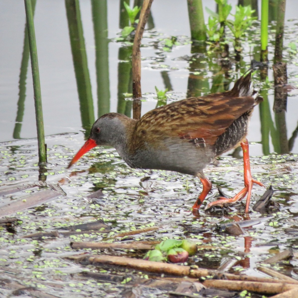 chřástal bogotský - ML647104722